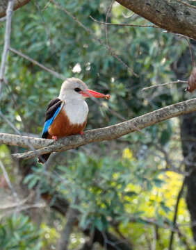 Image of Chestnut-bellied Kingfisher