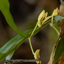 Слика од Dendrobium salaccense (Blume) Lindl.