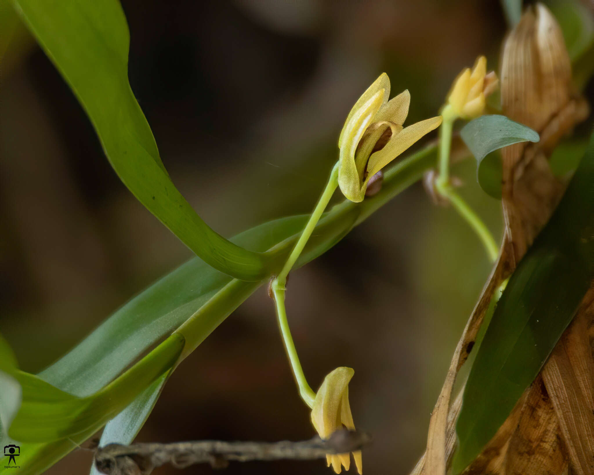 صورة Dendrobium salaccense (Blume) Lindl.