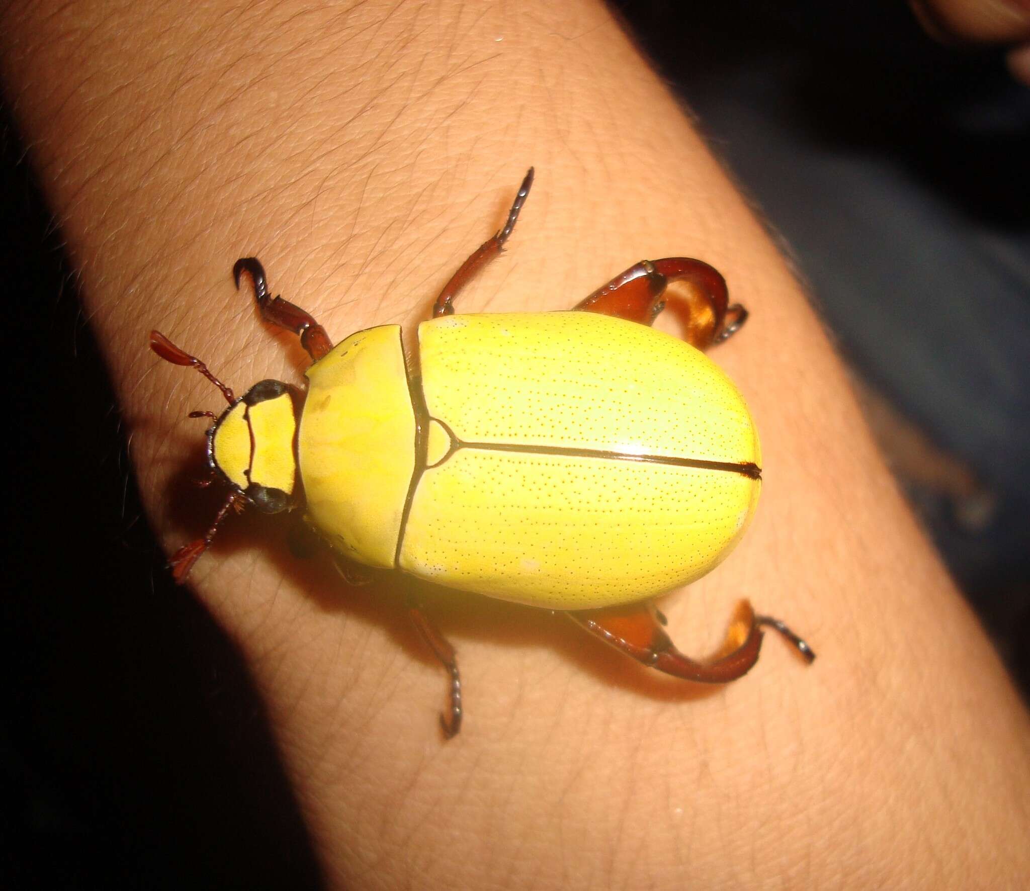 Image of Macropoides crassipes (Horn 1866)