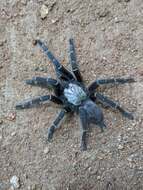 Image of Orange Baboon Tarantula