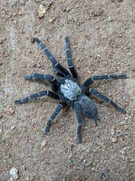 Image of Orange Baboon Tarantula