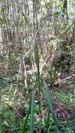 Plancia ëd Dianella ensifolia (L.) Redouté