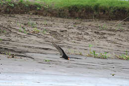 Image of Lesser Yellow-headed Vulture