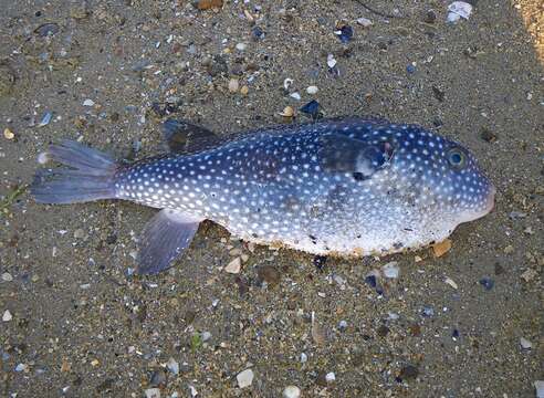 Image of Starry Toadfish