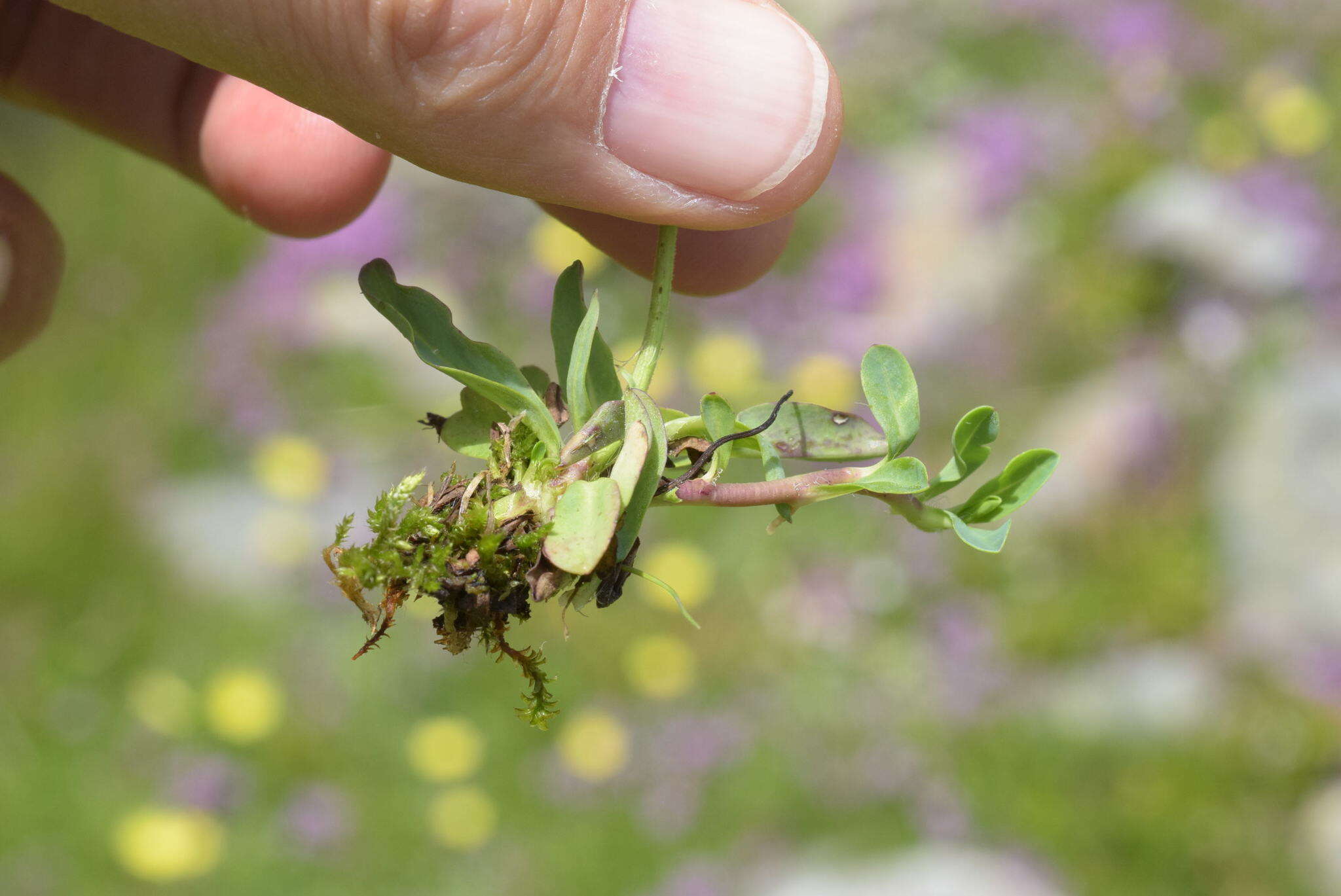 Image of Pilosella lactucella (Wallr.) P. D. Sell & C. West