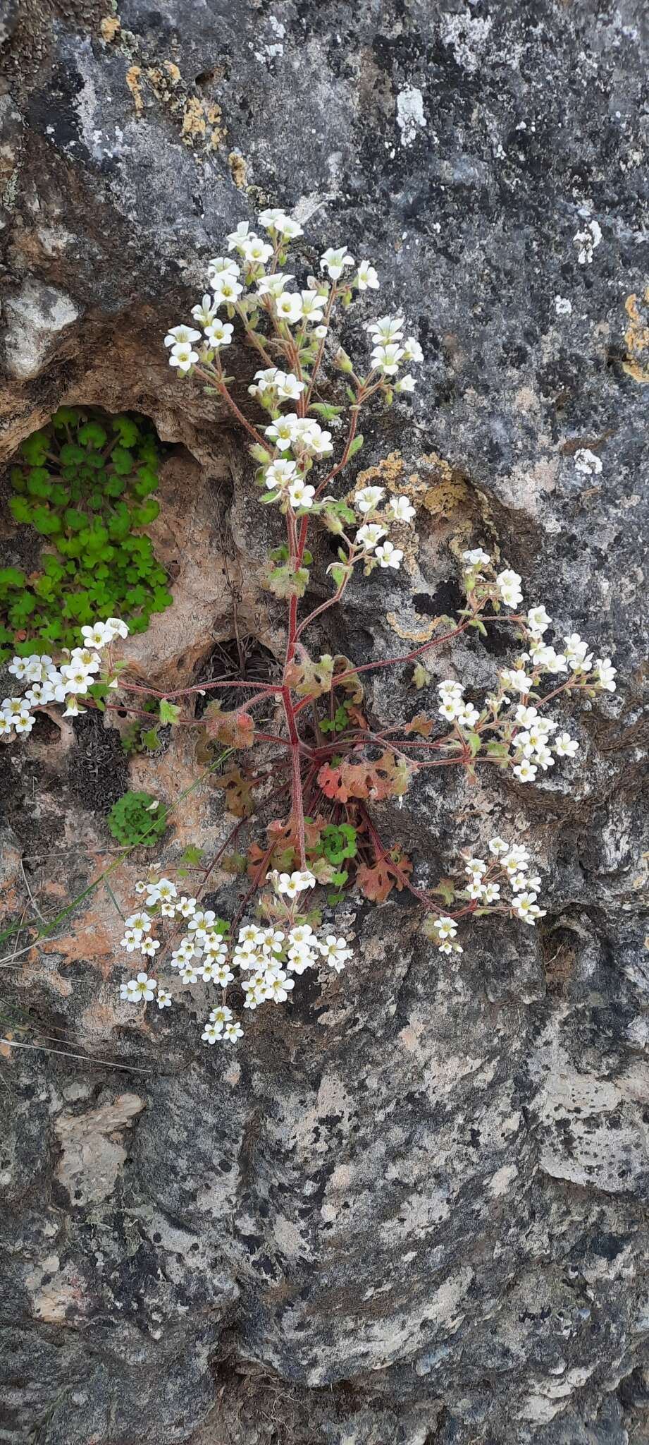 Plancia ëd Saxifraga latepetiolata Willk.