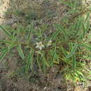 Image de Solanum bumeliifolium Dun.