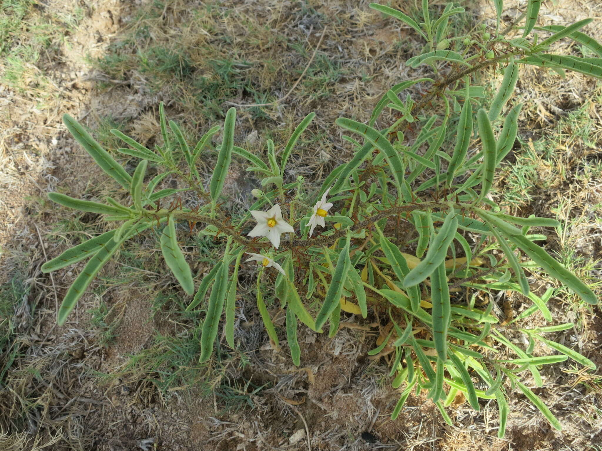 Image of Solanum bumeliifolium Dun.