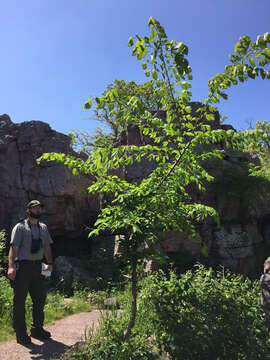 Image of Siberian Elm