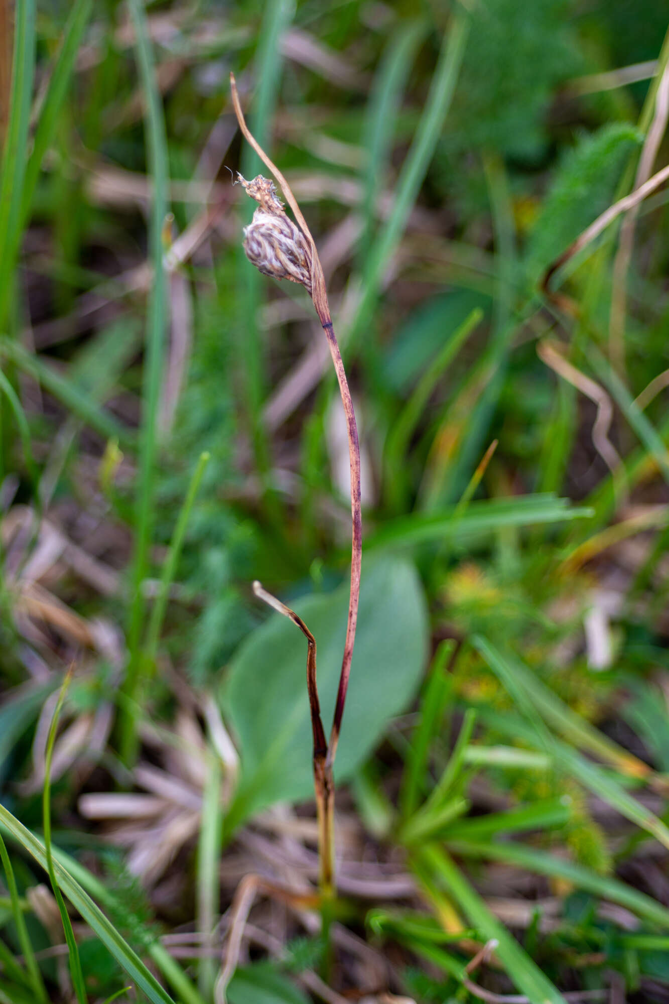 Image of tall cottongrass