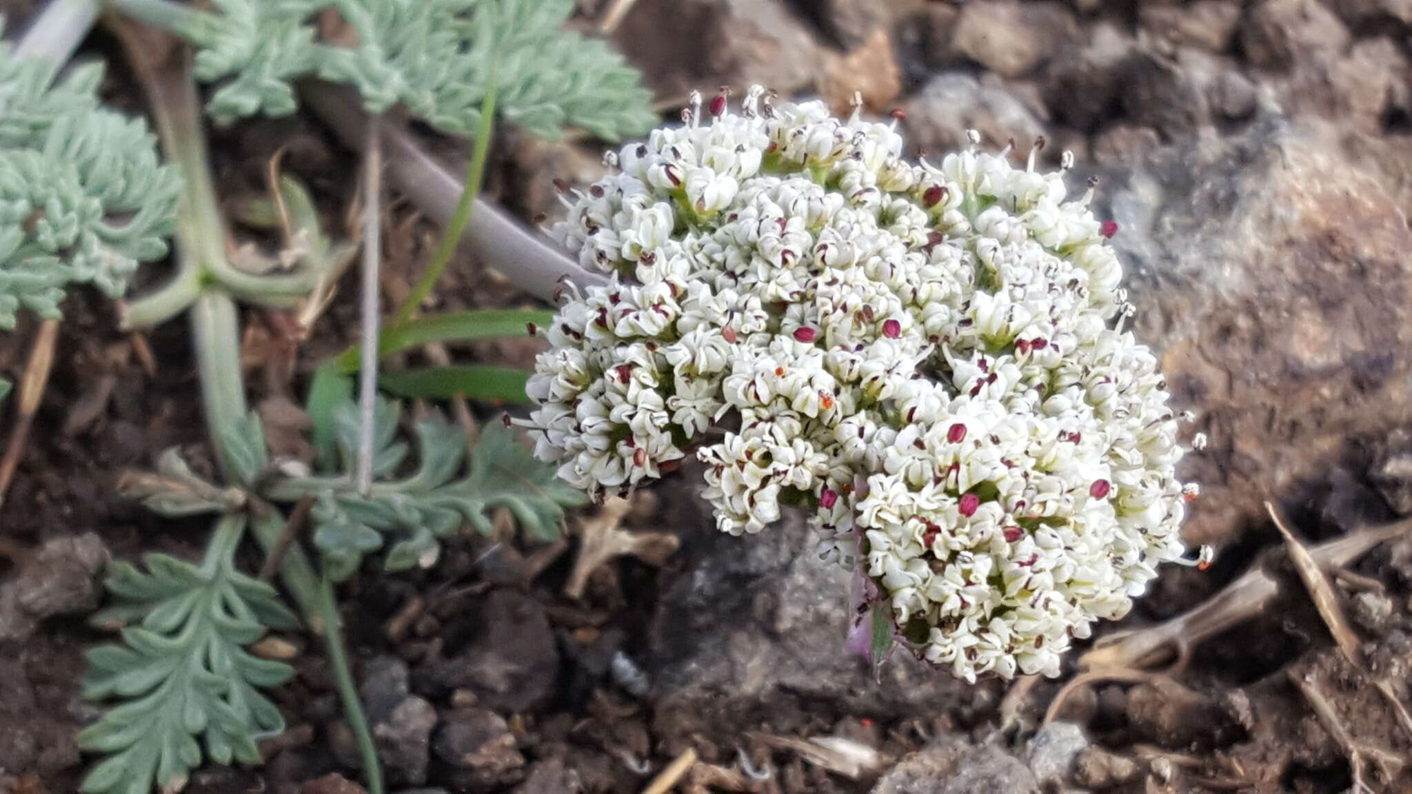 Image of Nevada biscuitroot