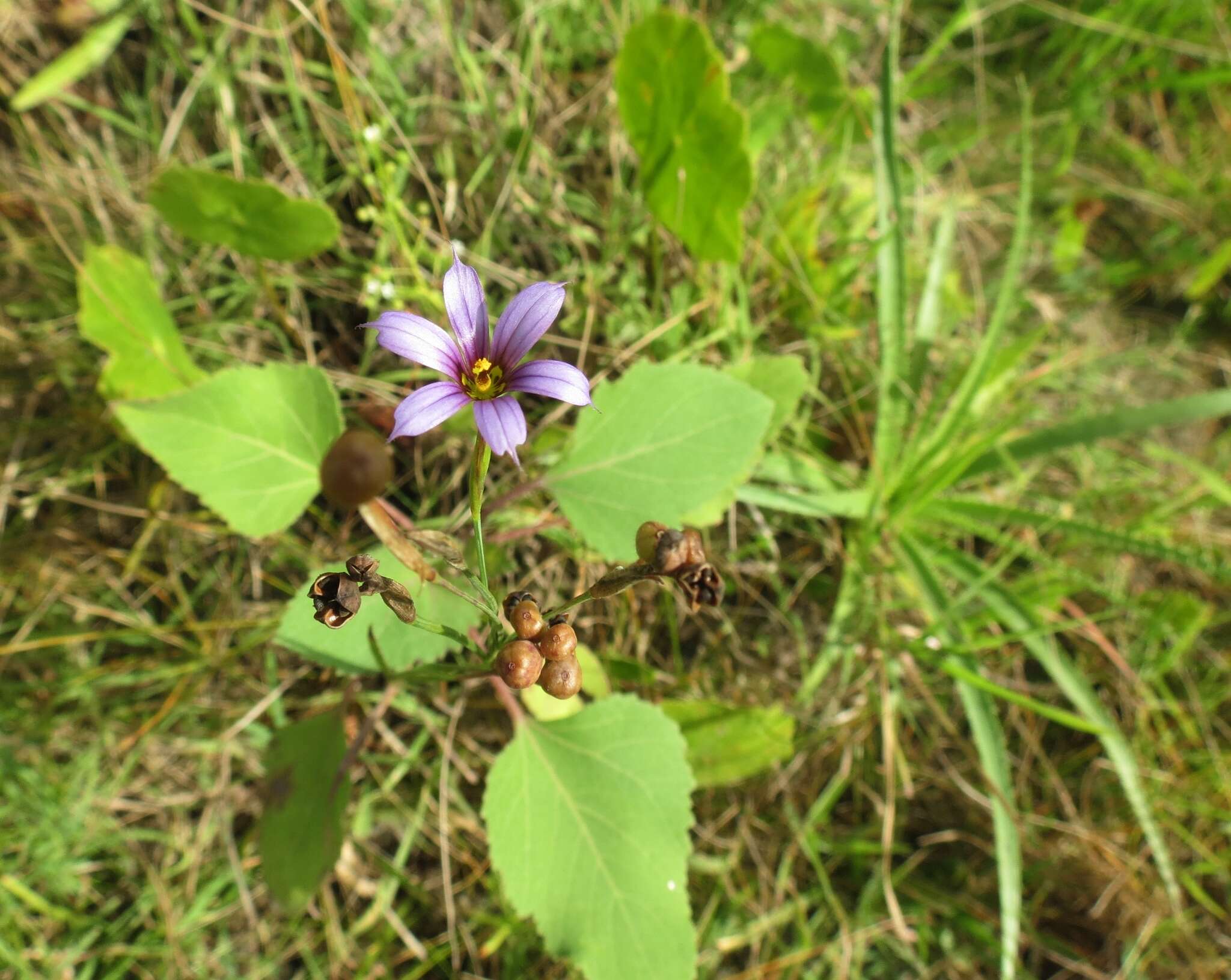 Sisyrinchium platense I. M. Johnst.的圖片