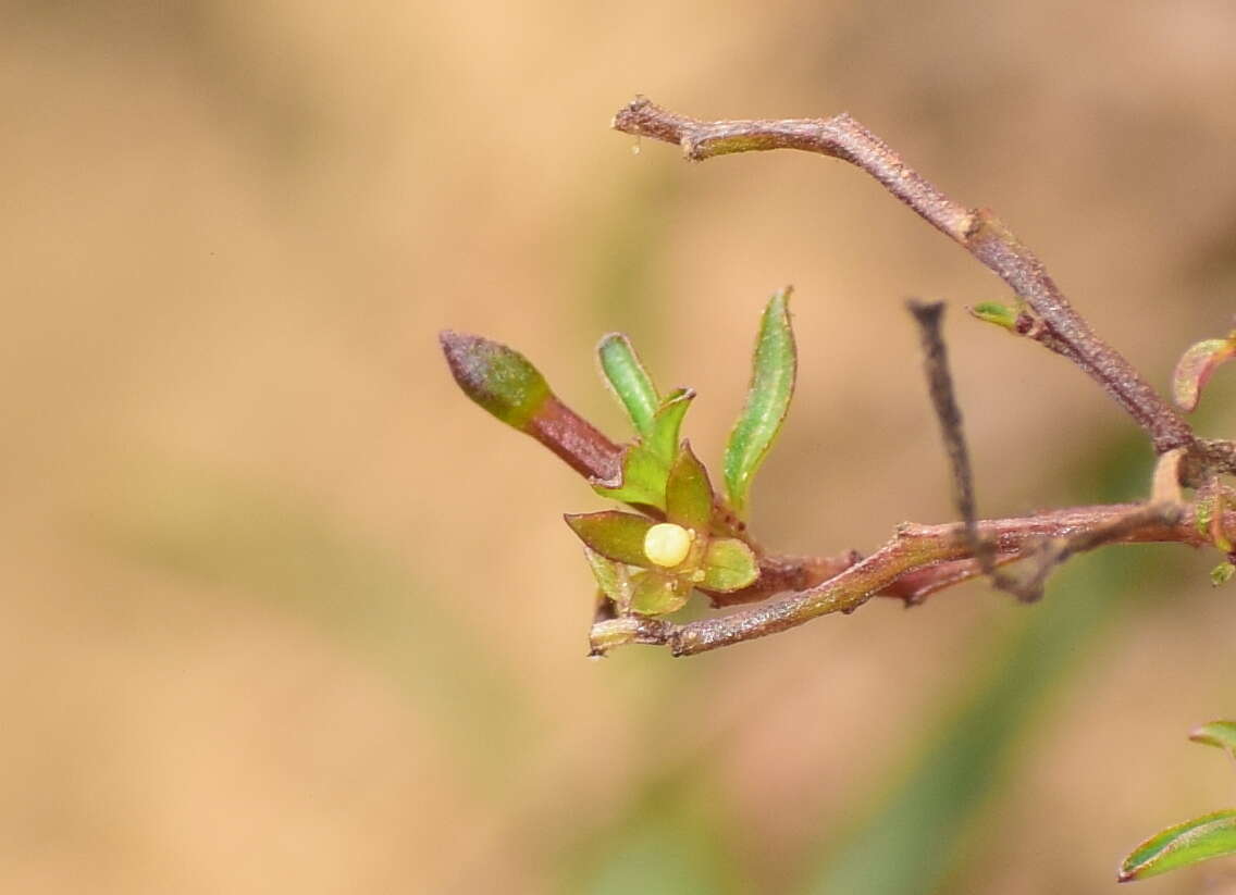 Imagem de Ludwigia perennis L.