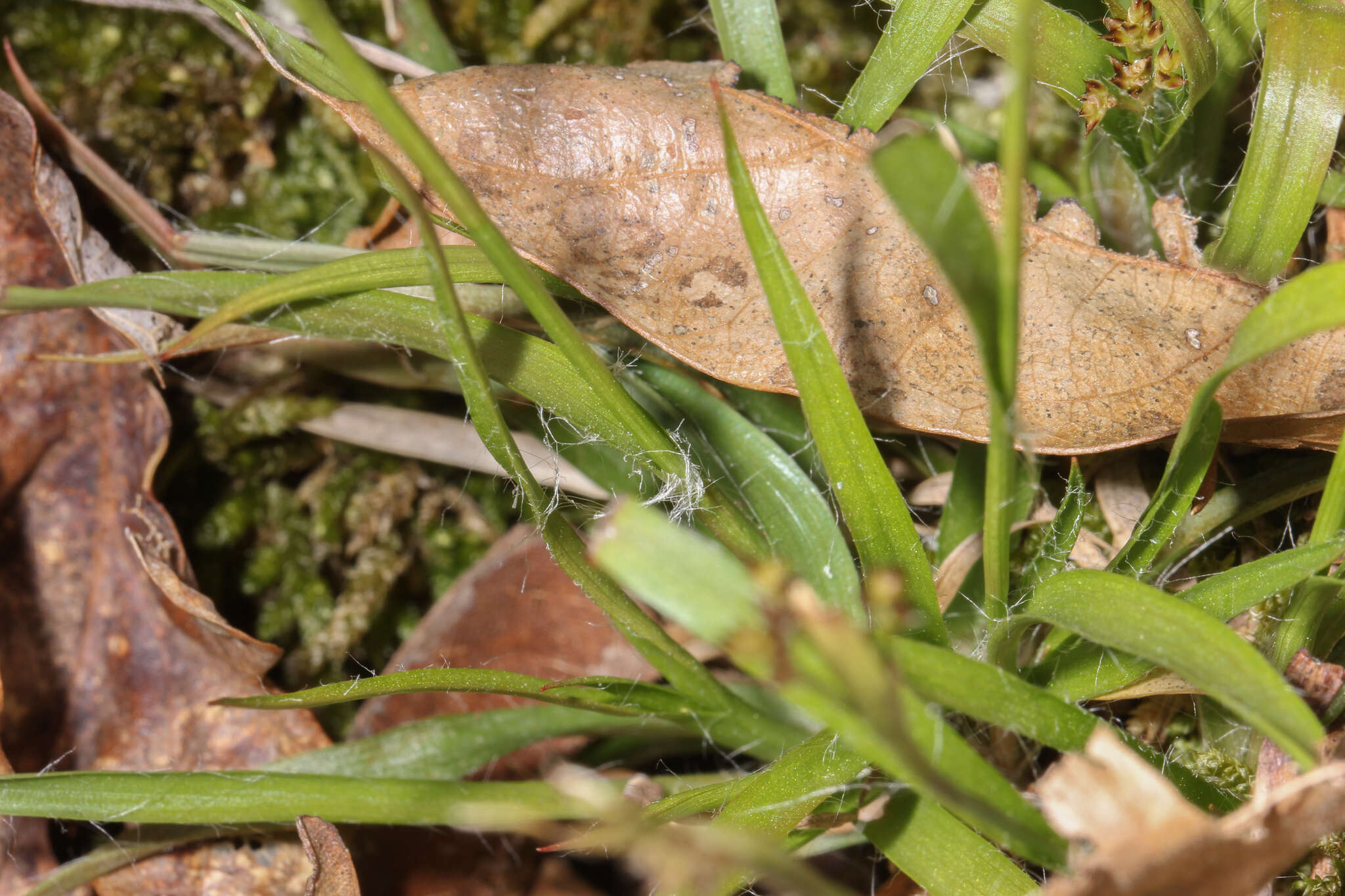 Imagem de Luzula multiflora (Retz.) Lejeune