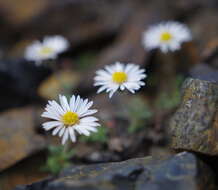 Image of Mex's fleabane