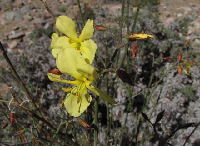 Image of Menodora juncea Harv.