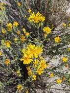 Image of Florida goldenaster