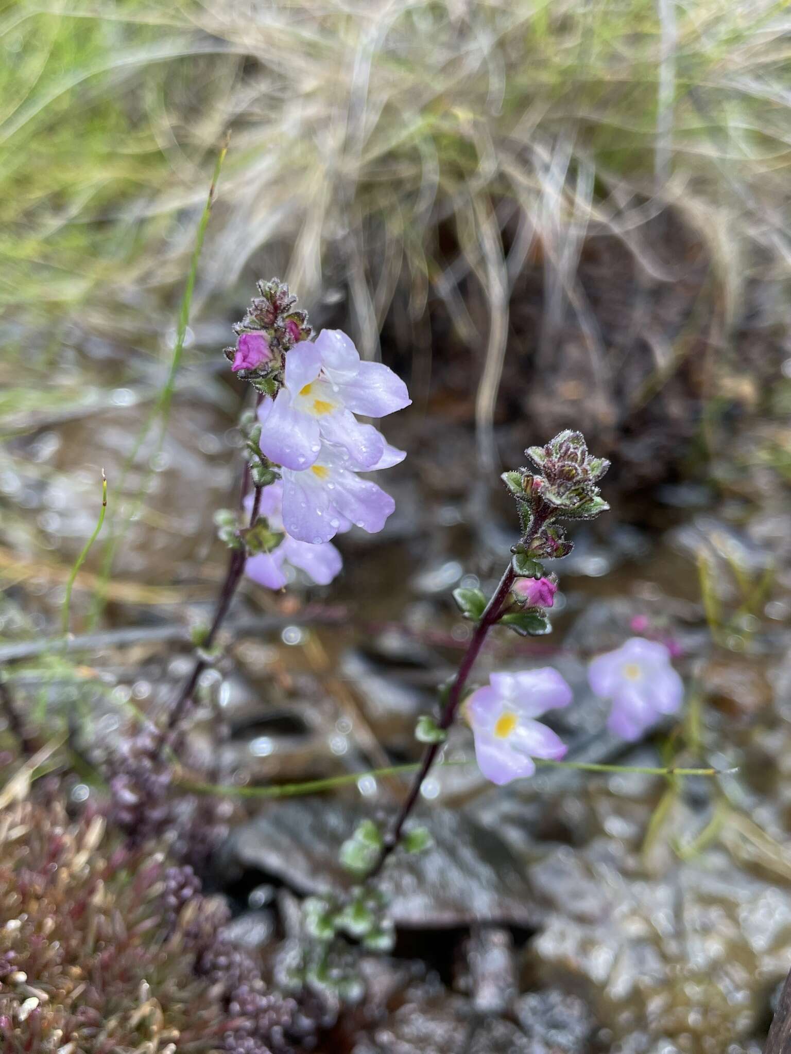 Image of Euphrasia amplidens W. R. Barker