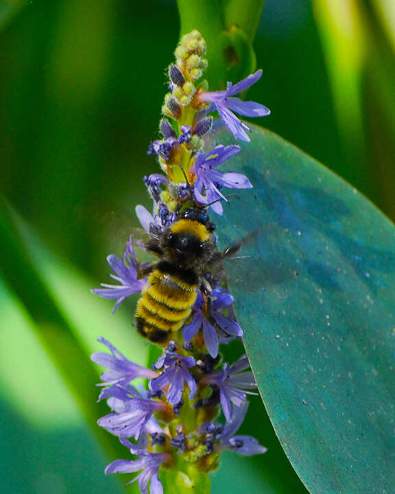 Image of American Bumblebee