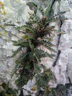 Plancia ëd Asplenium ceterach subsp. ceterach