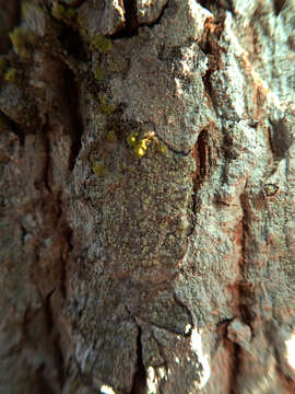 Image de Buellia griseovirens (Turner & Borrer ex Sm.) Almb.