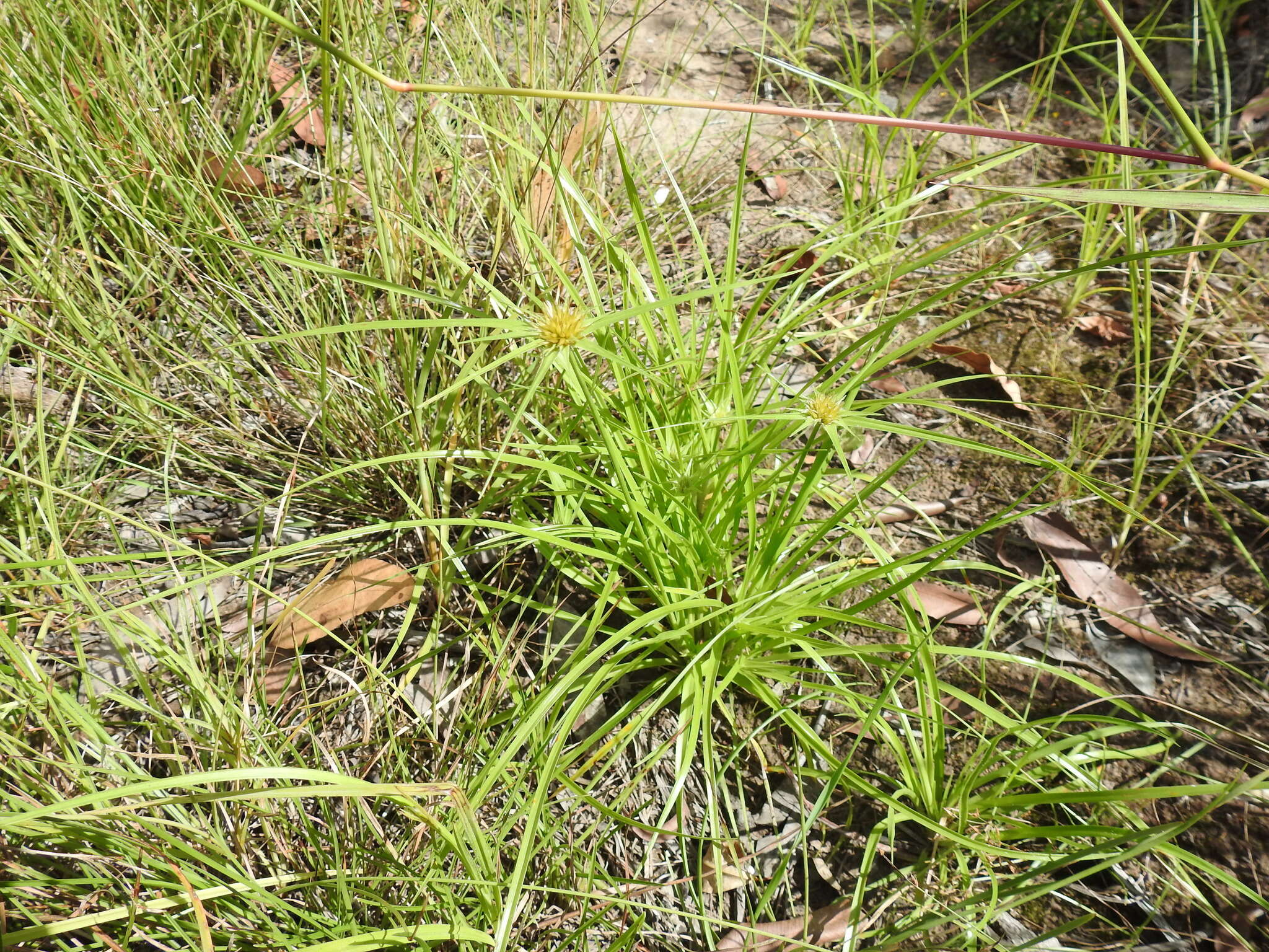 Image of Rhynchospora heterochaeta S. T. Blake