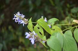 Image of Salvia connivens Epling