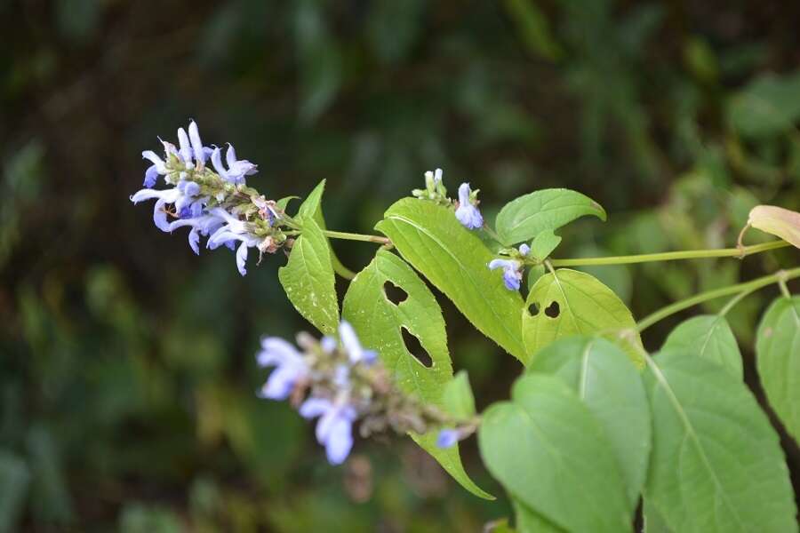 Image of Salvia connivens Epling