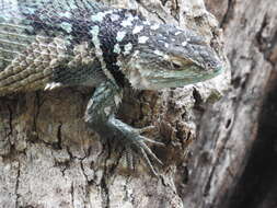 Image of Blue Spiny Lizard