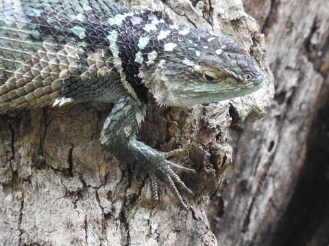 Image of Blue Spiny Lizard
