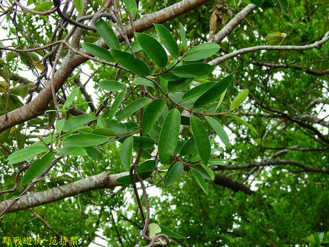 Image of Anodendron benthamianum Hemsl.