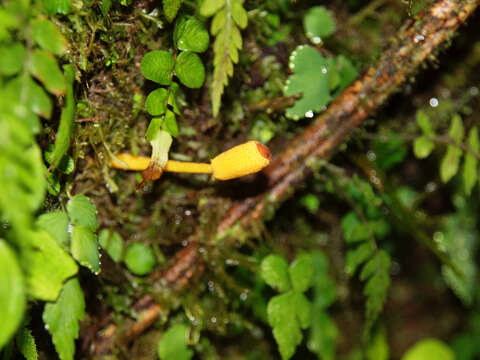 Image of Leucocoprinus brunneoluteus Capelari & Gimenes 2004