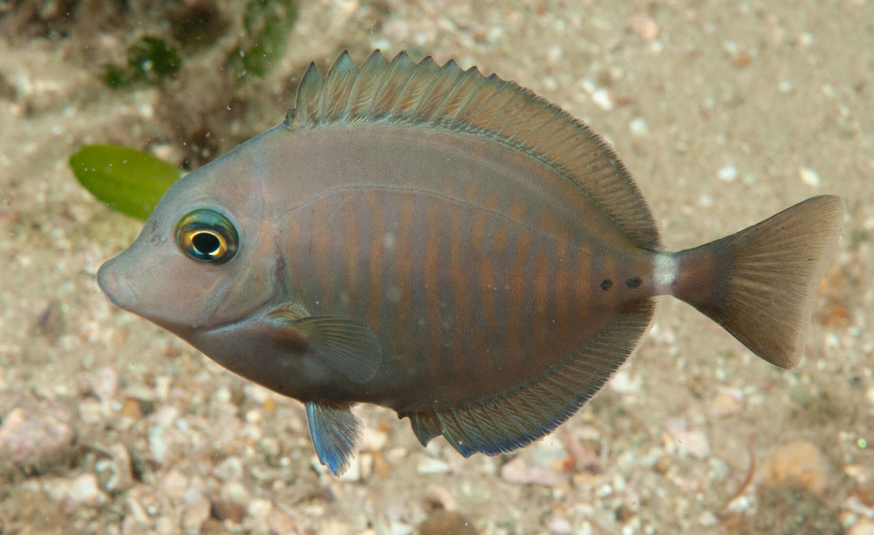 Image of Yellowspotted Sawtail