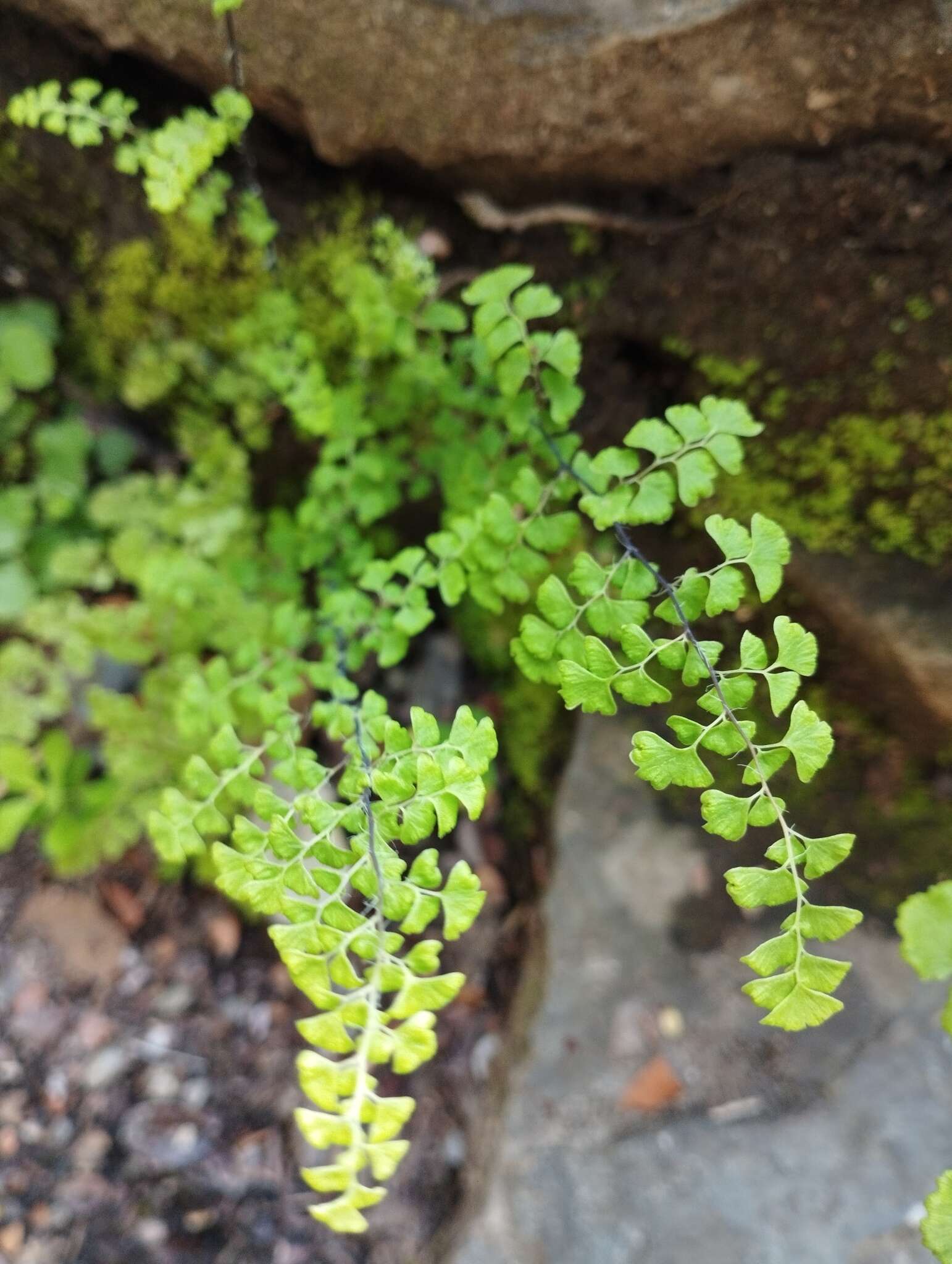 Adiantum excisum Kunze的圖片