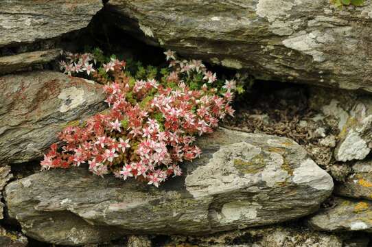 Image of Sedum anglicum Hudson