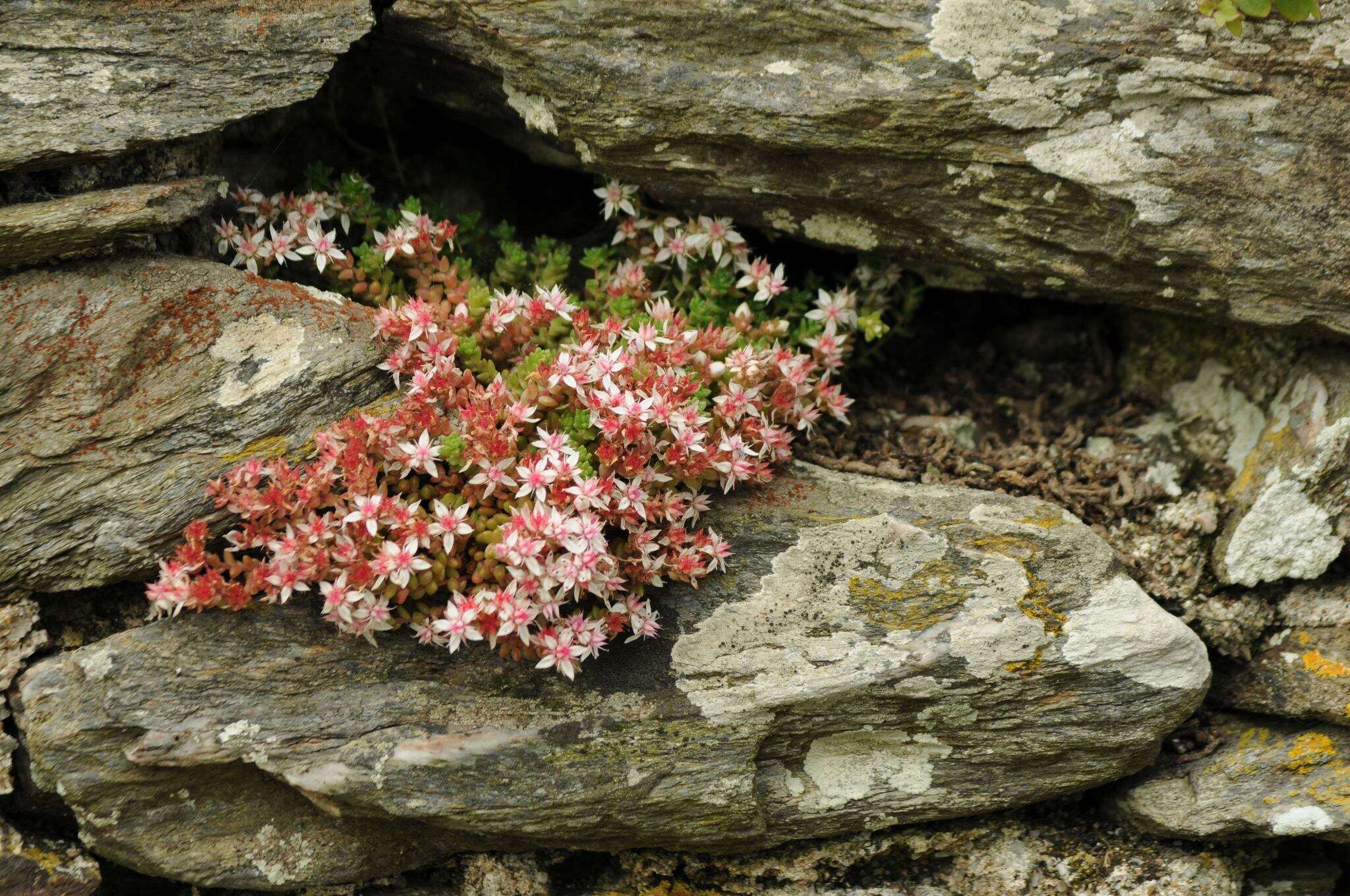 Image de Sedum anglicum Hudson