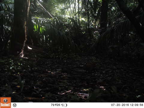 Image of Central American Agouti