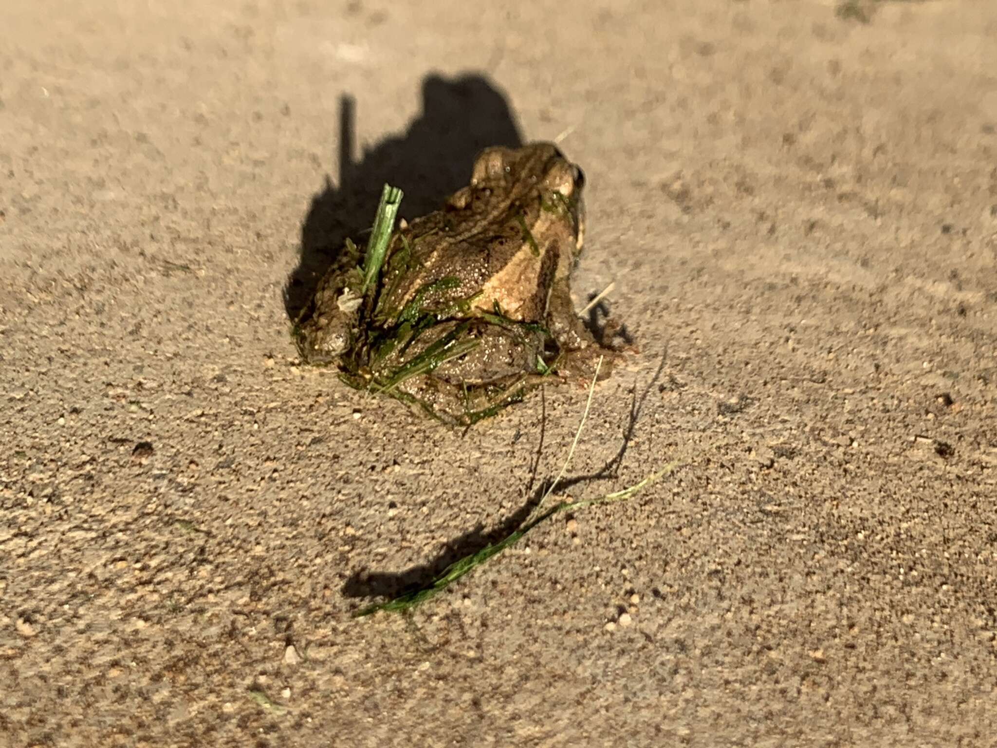 Image of Brown Froglet