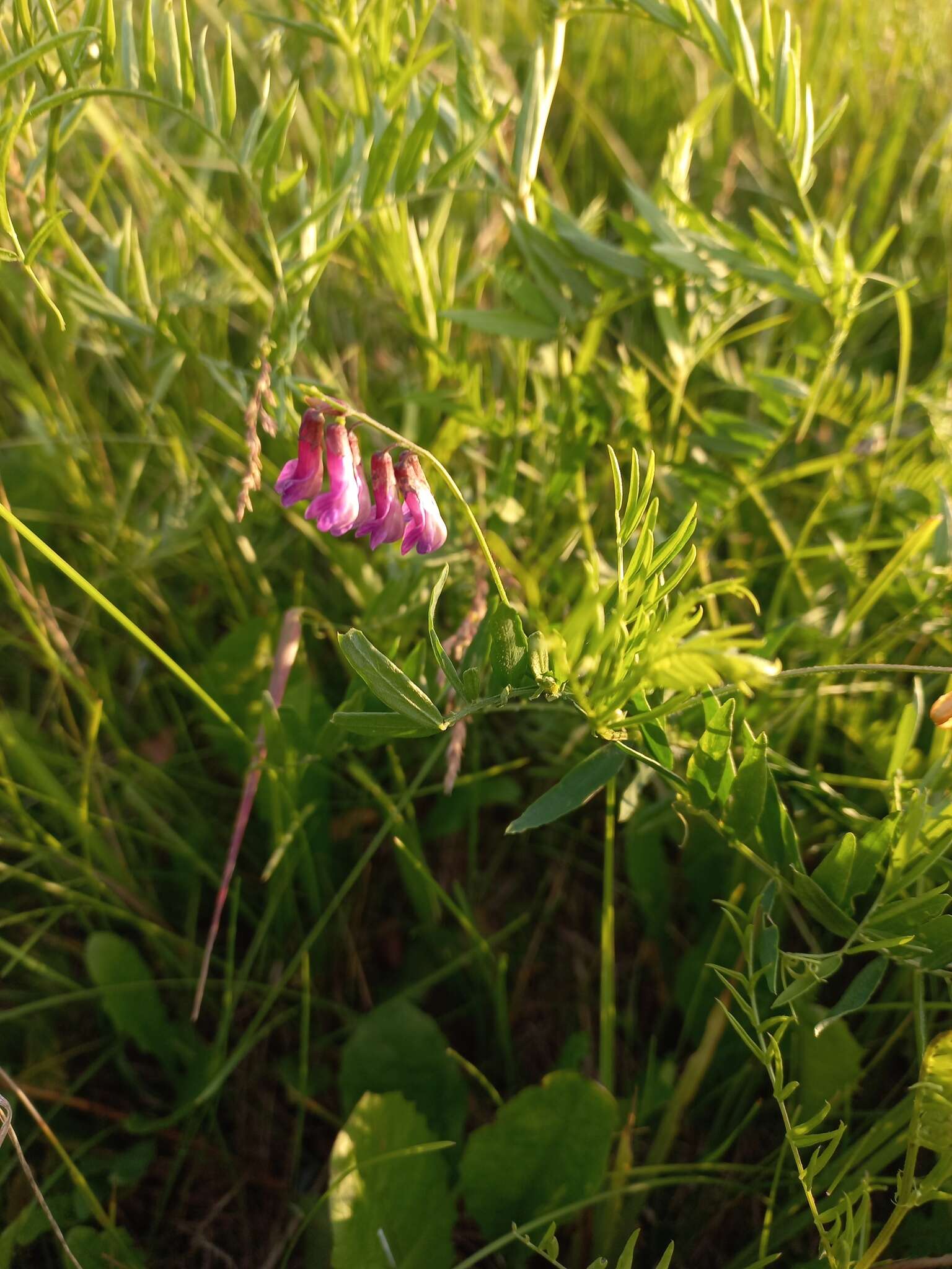 Imagem de Vicia megalotropis Ledeb.