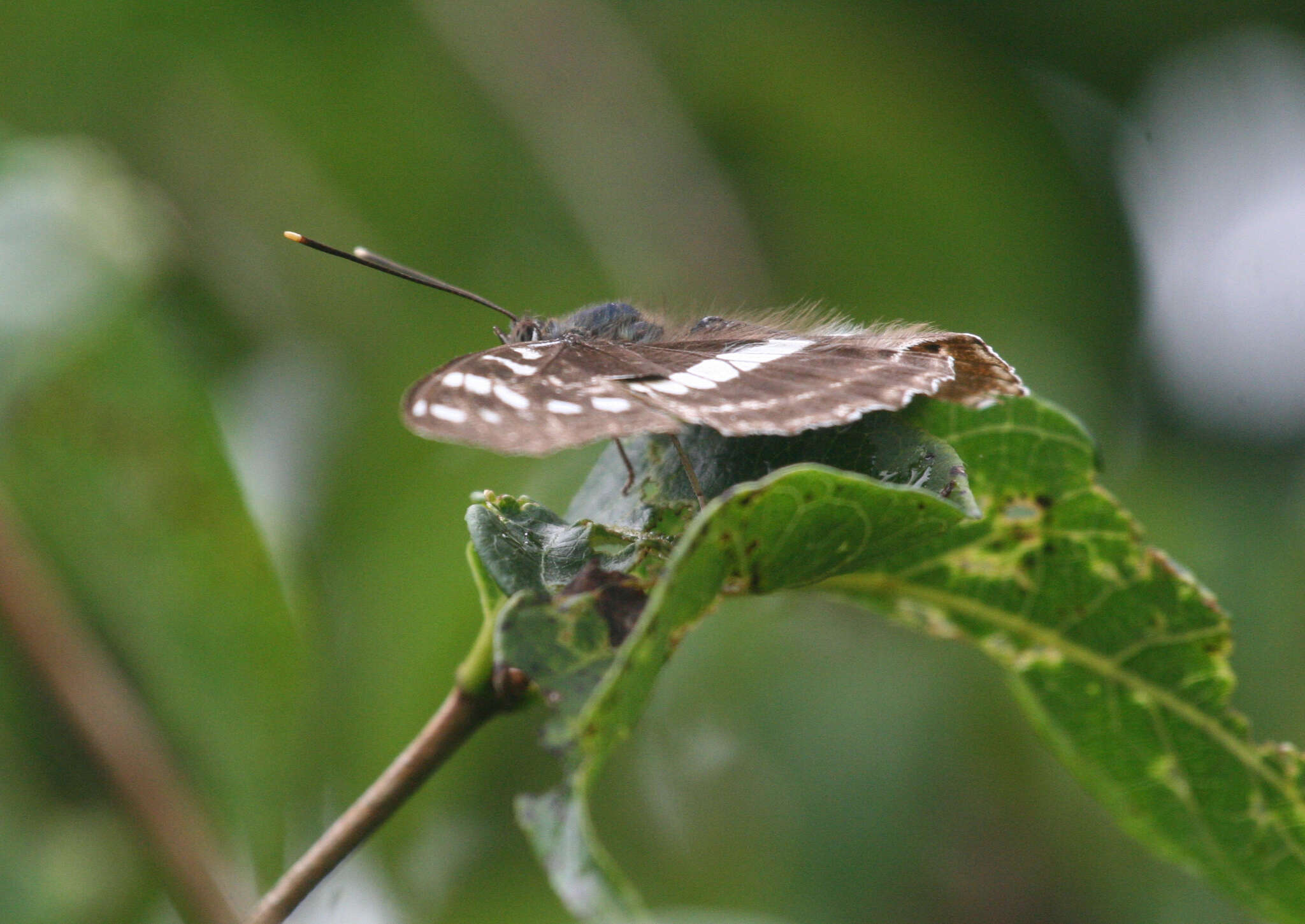 Limenitis amphyssa Ménétriés 1859 resmi