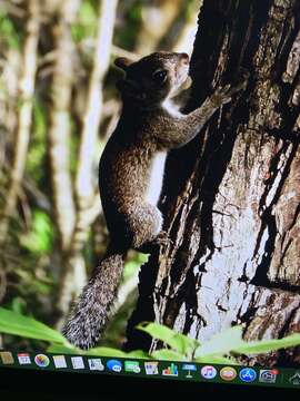 Image of Collie's Squirrel