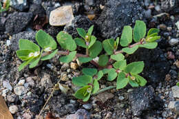 Image of Euphorbia indivisa (Engelm.) Tidestr.