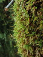 Image of aulacomnium moss