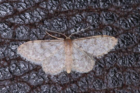 Image of Idaea alyssumata Millière 1873