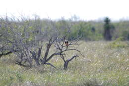 Image of Northern Aplomado Falcon