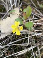 Image of Goodenia hederacea subsp. hederacea