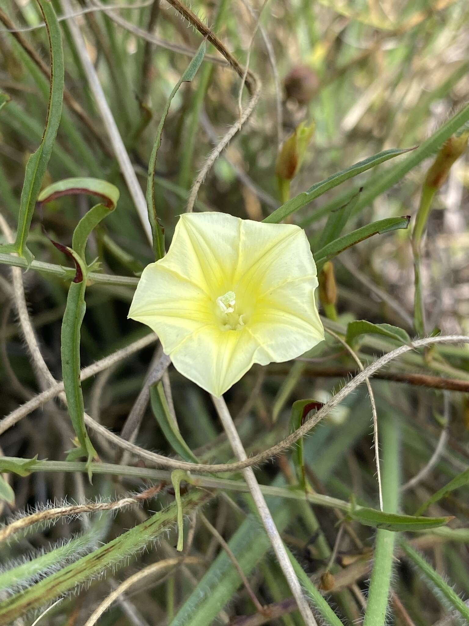 Imagem de Xenostegia tridentata subsp. angustifolia (Jacq.) J. Lejoly & S. Lisowski