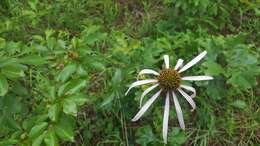 Imagem de Echinacea laevigata (C. L. Boynt. & Beadle) Blake