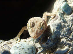 Image of Tenuidactylus fedtschenkoi (Strauch 1887)